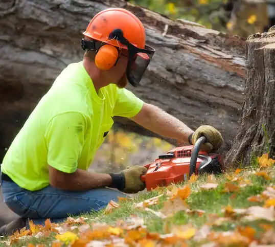 tree services Matamoras